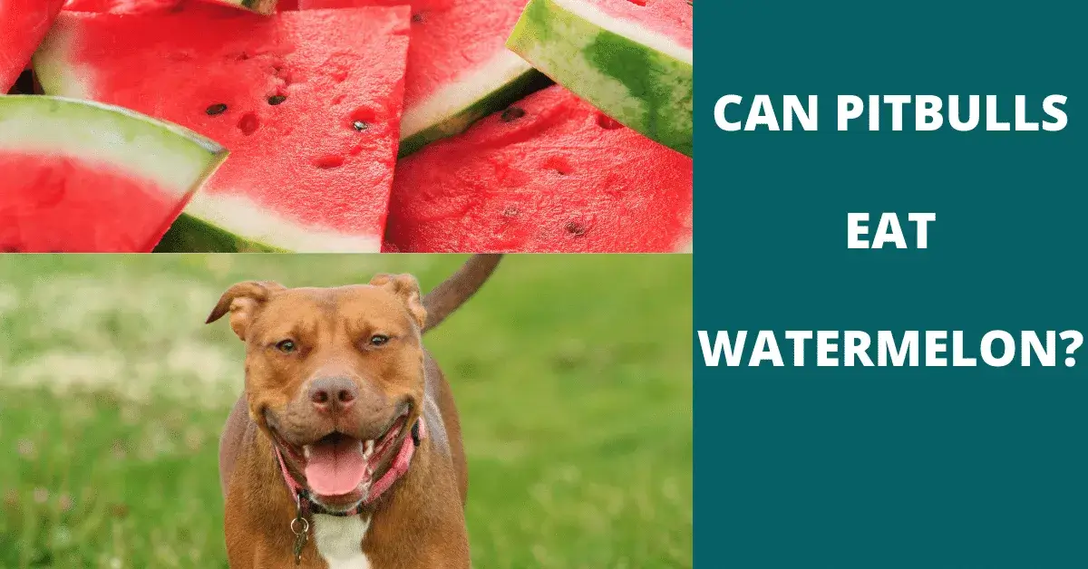 can pitbulls eat watermelon