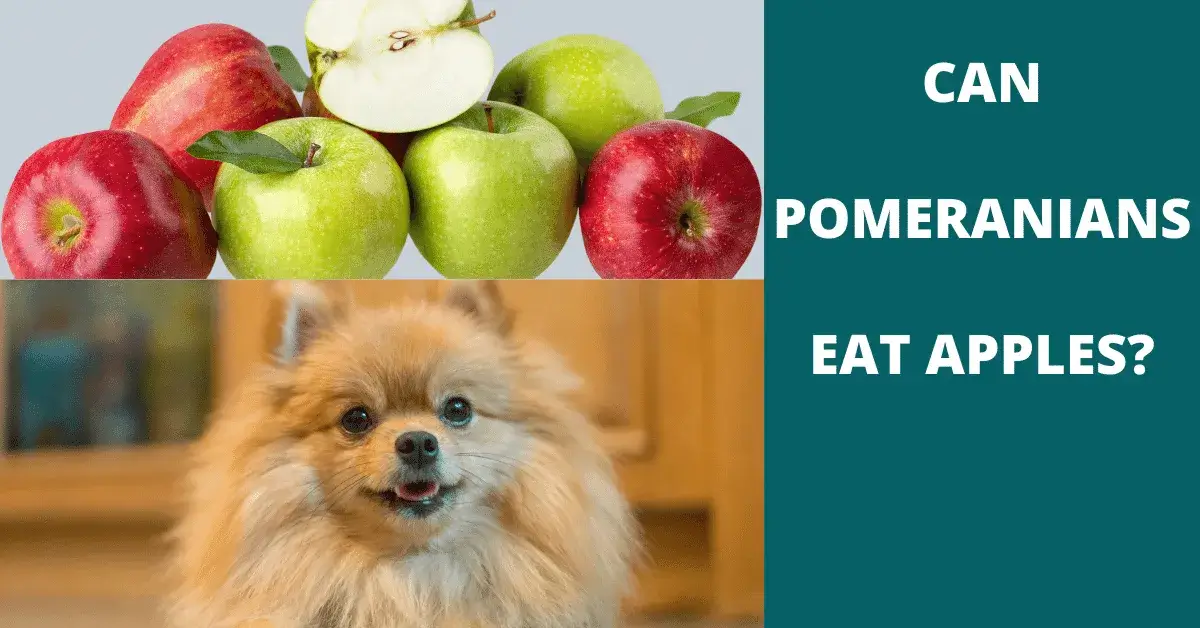 can pomeranians eat apples