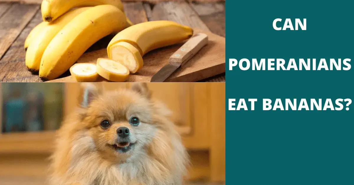 can pomeranians eat bananas