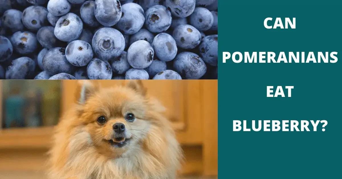 can pomeranians eat blueberry