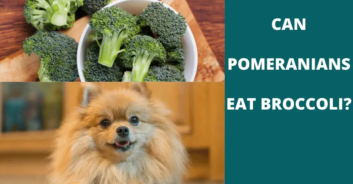 can pomeranians eat broccoli