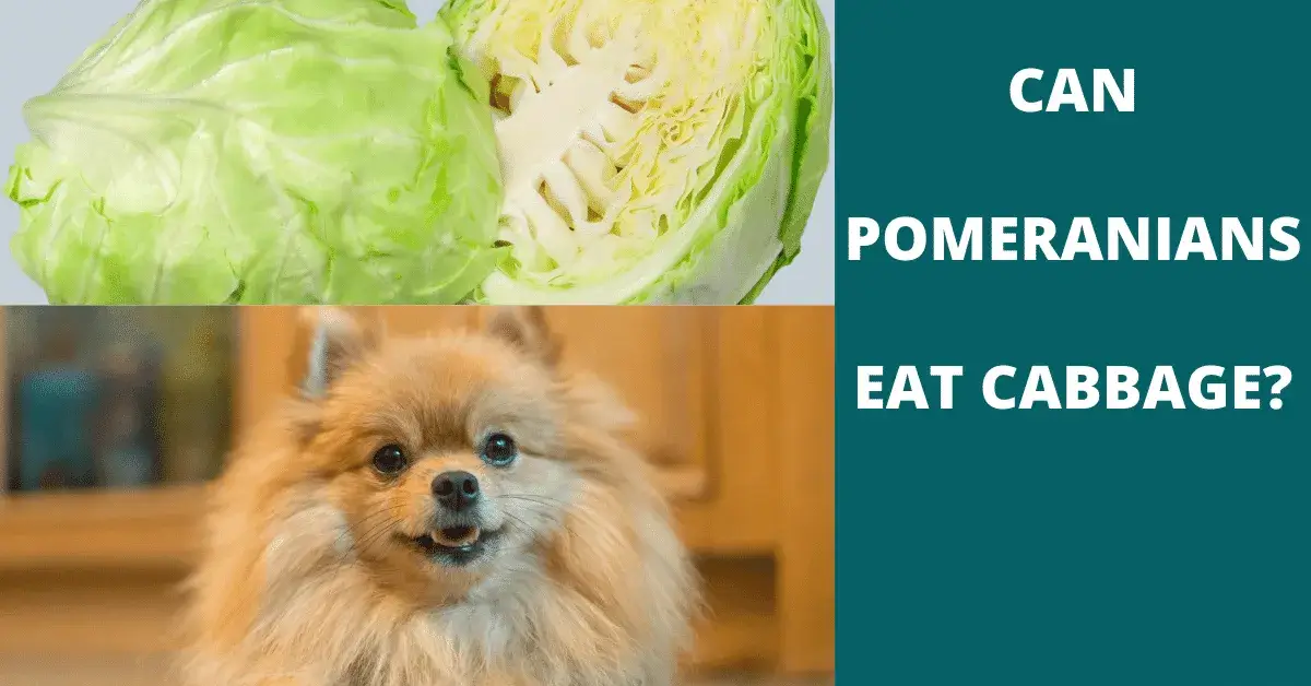 can pomeranians eat cabbage