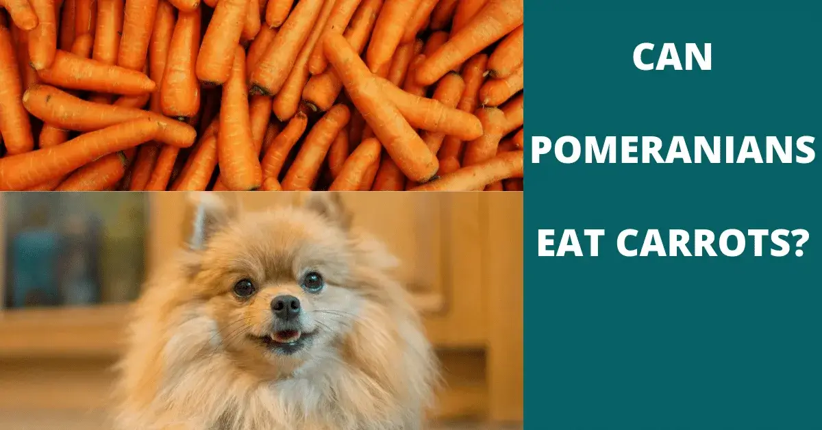 can pomeranians eat carrots