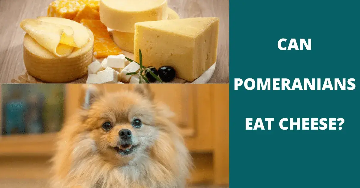 can pomeranians eat cheese