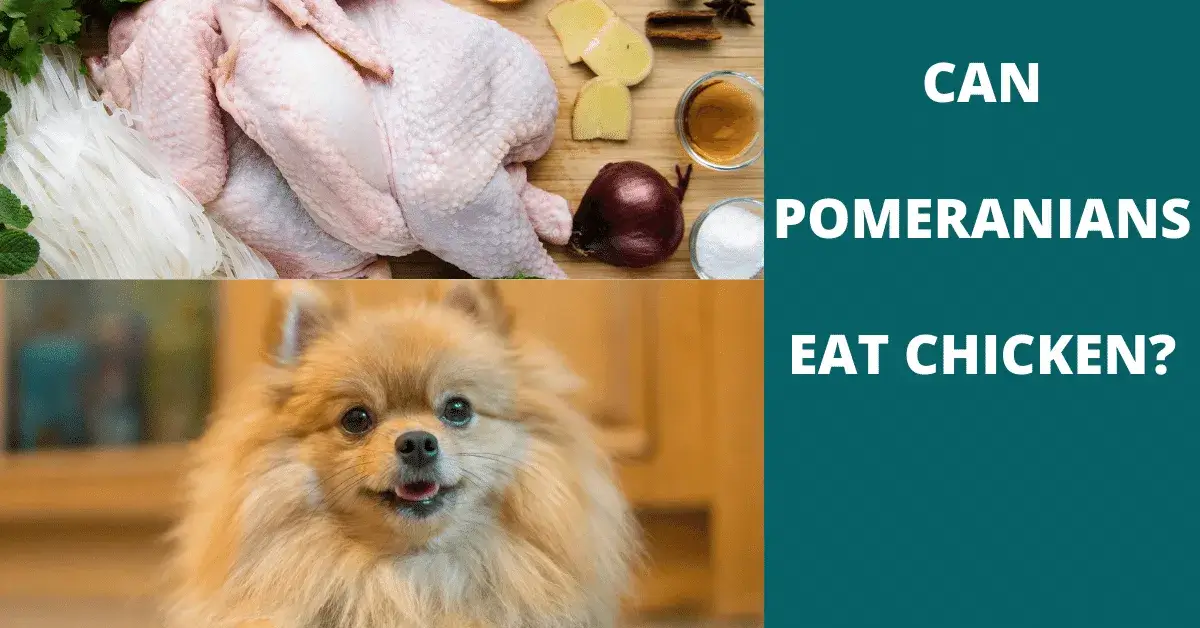 can pomeranians eat chicken