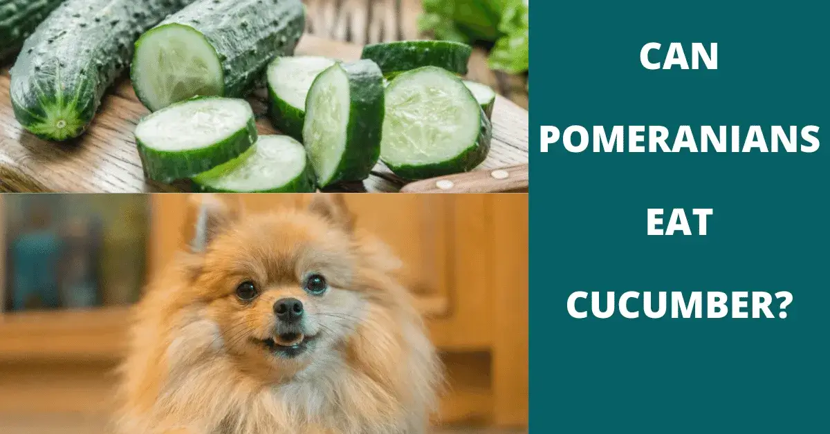 can pomeranians eat cucumber