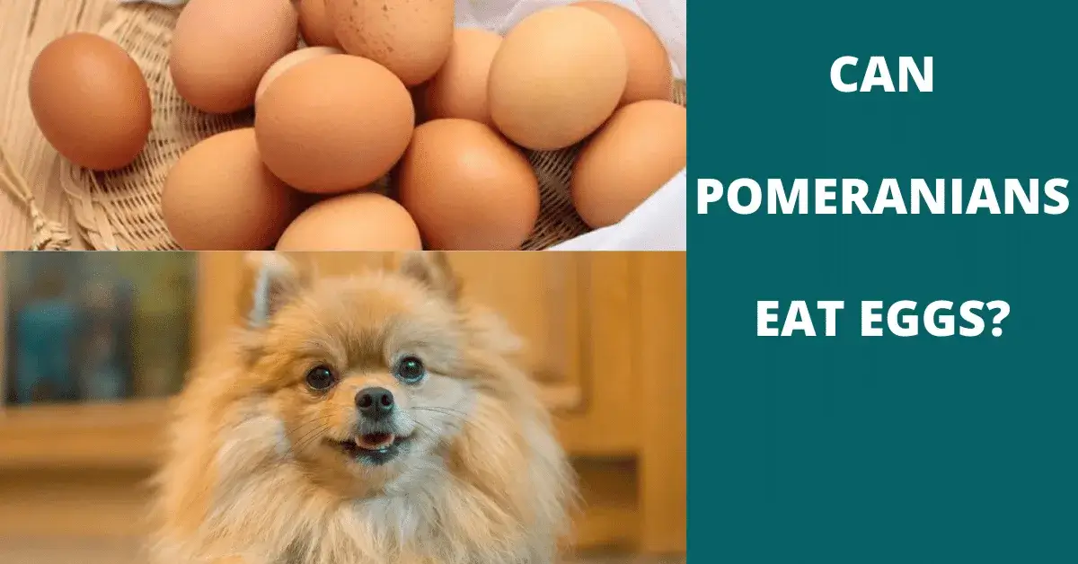 can pomeranians eat eggs