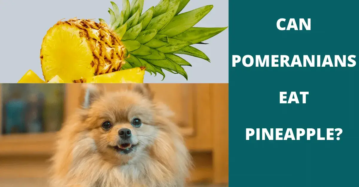 can pomeranians eat pineapple