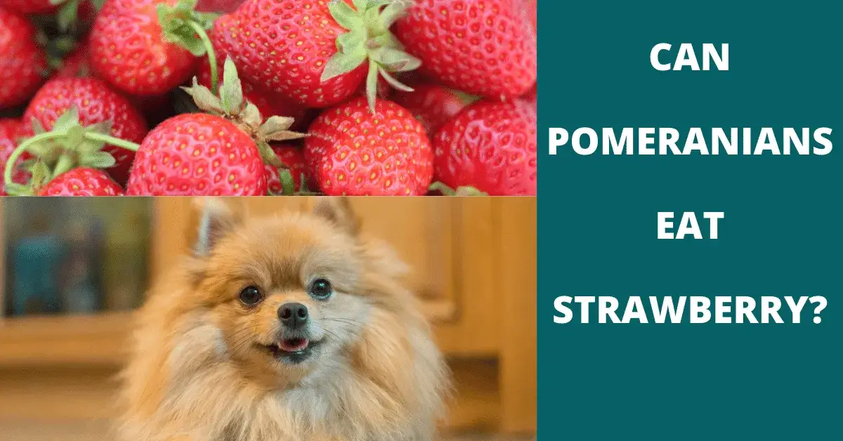 can pomeranians eat strawberry