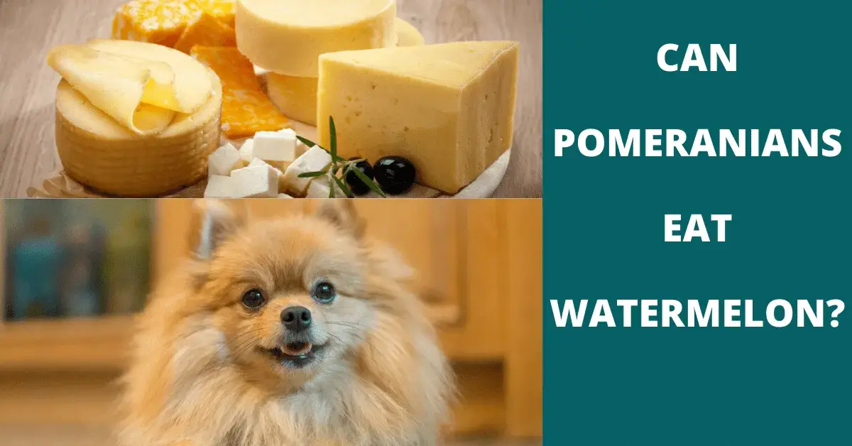 can pomeranians eat watermelon