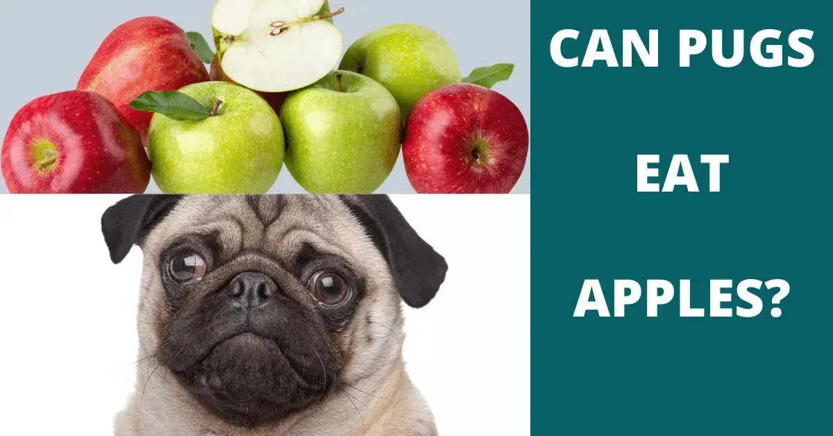 can pugs eat apples