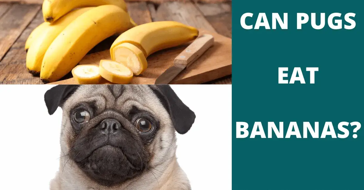 can pugs eat bananas