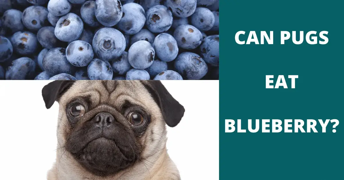 can pugs eat blueberry