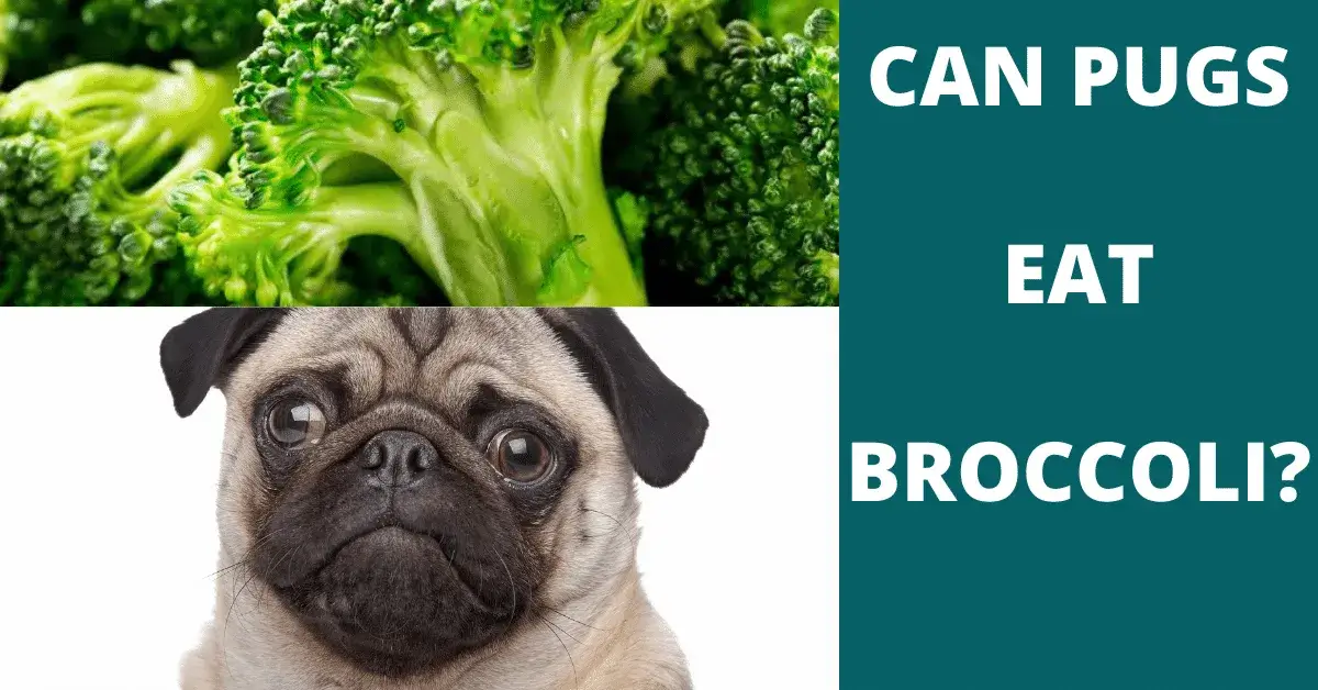 can pugs eat broccoli