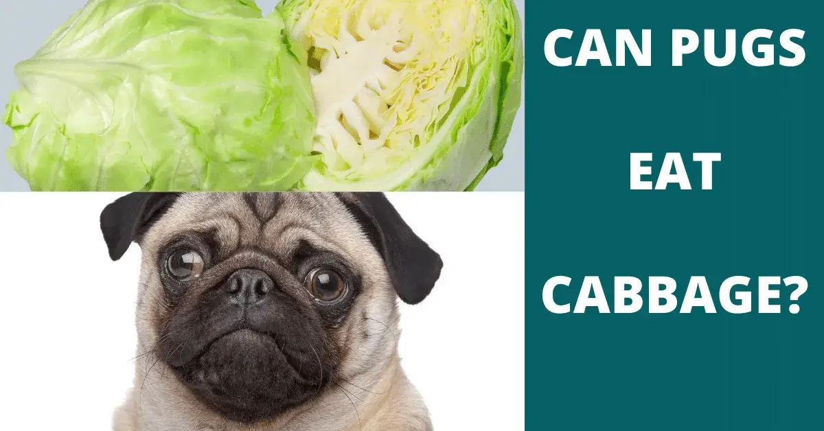 can pugs eat cabbage