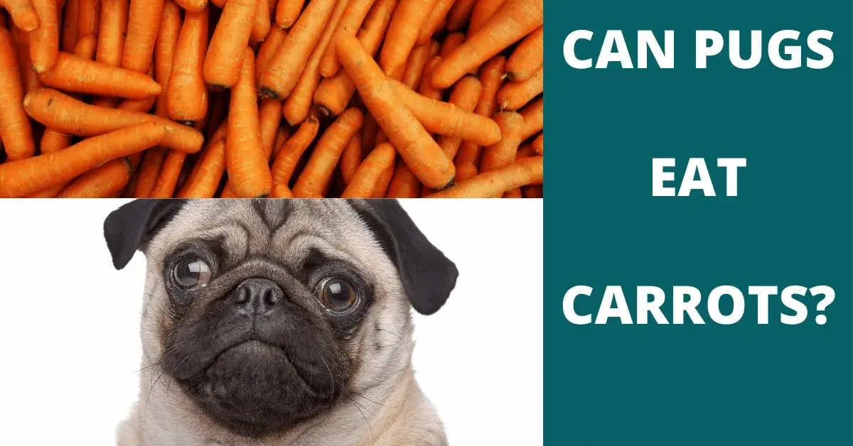 can pugs eat carrots