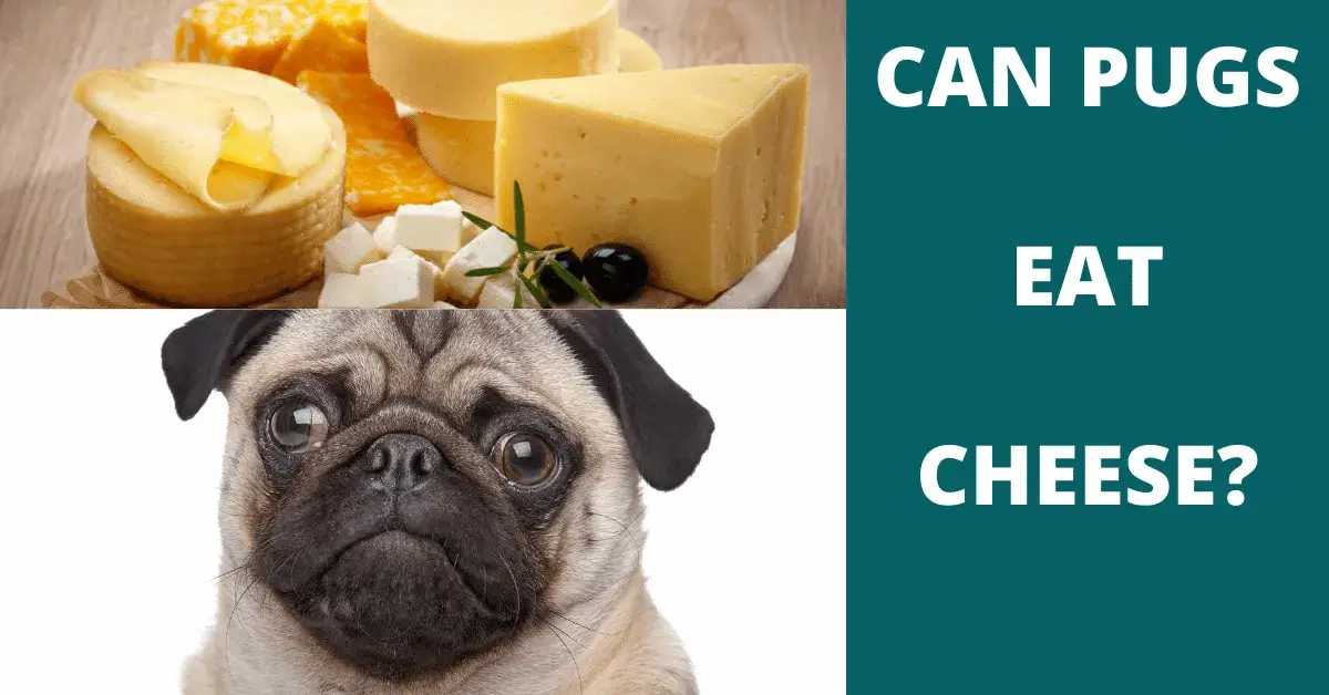 can pugs eat cheese