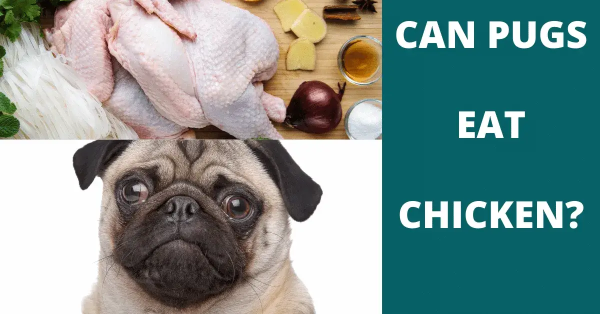 can pugs eat chicken