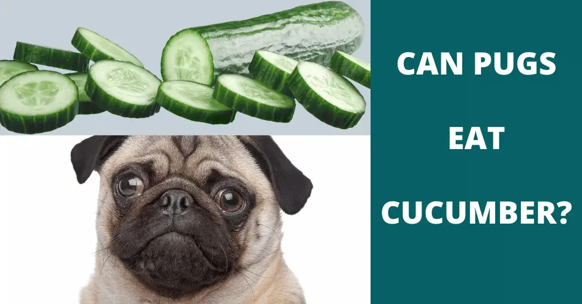 can pugs eat cucumber