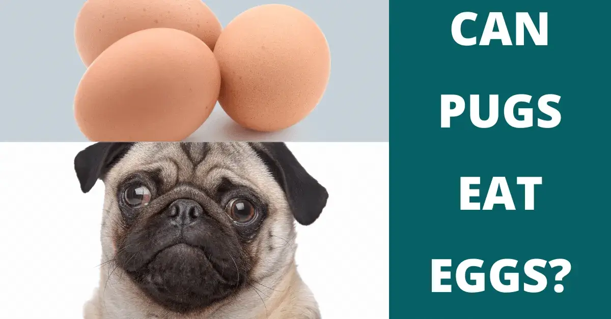 can pugs eat eggs