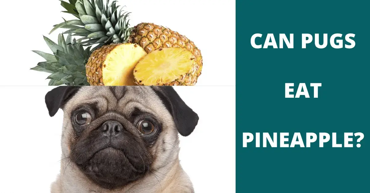 can pugs eat pineapple