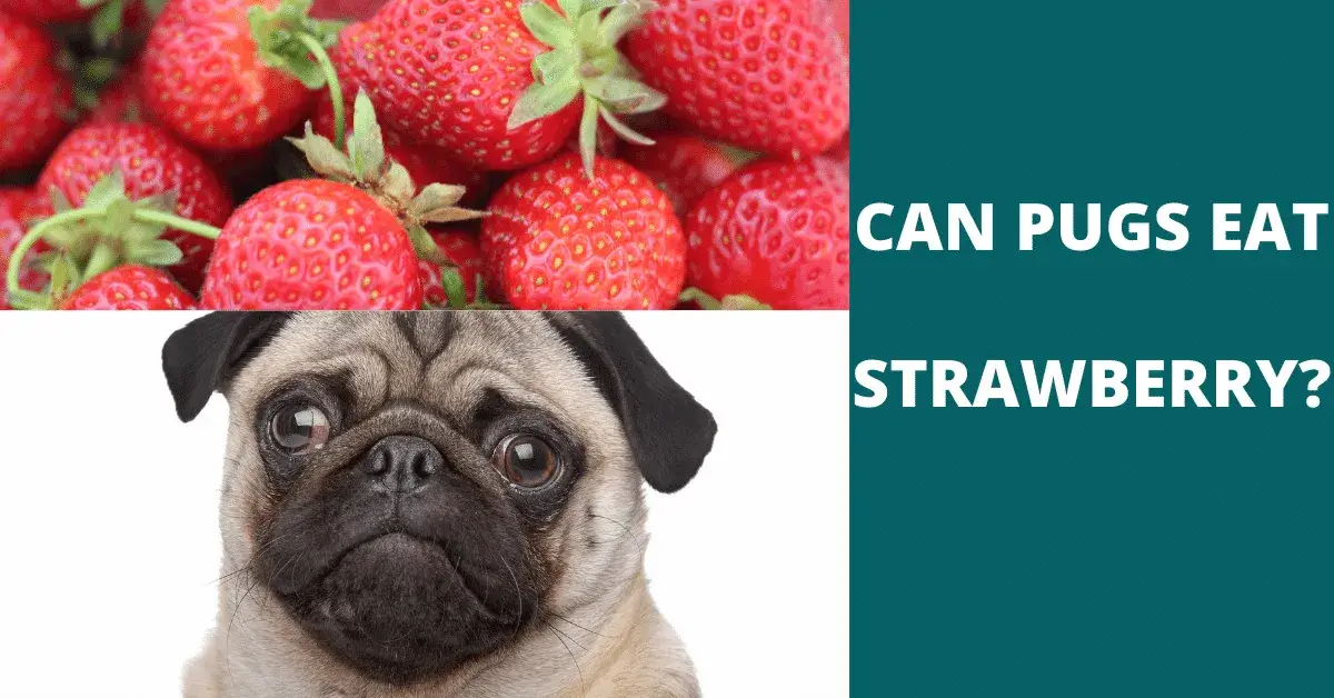 can pugs eat strawberry