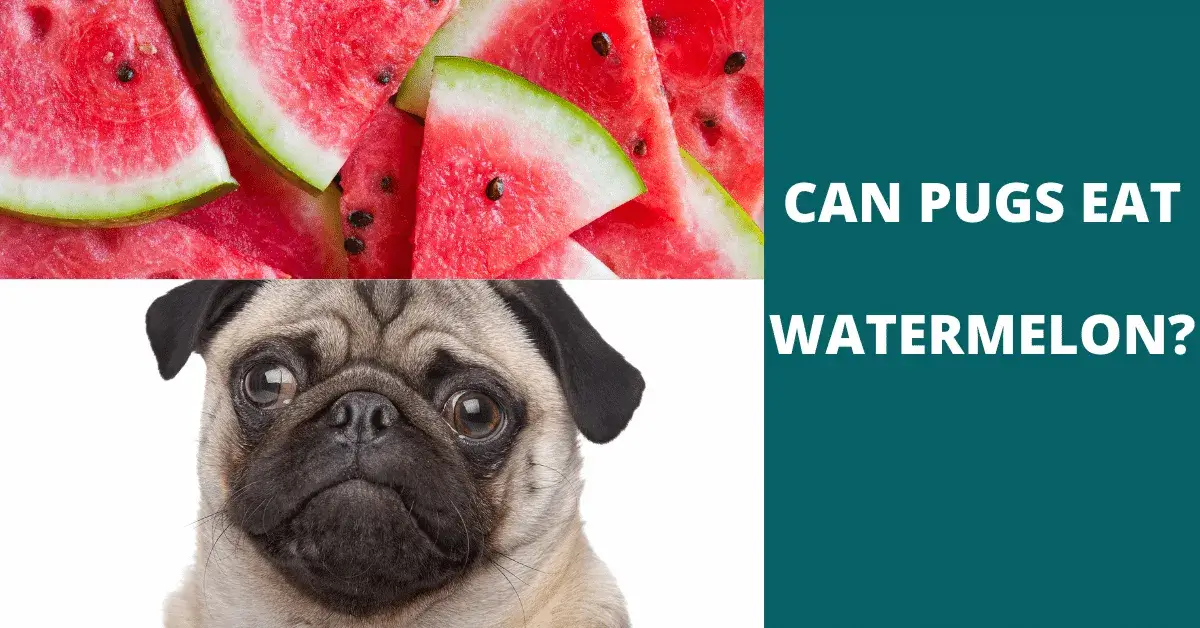 can pugs eat watermelon