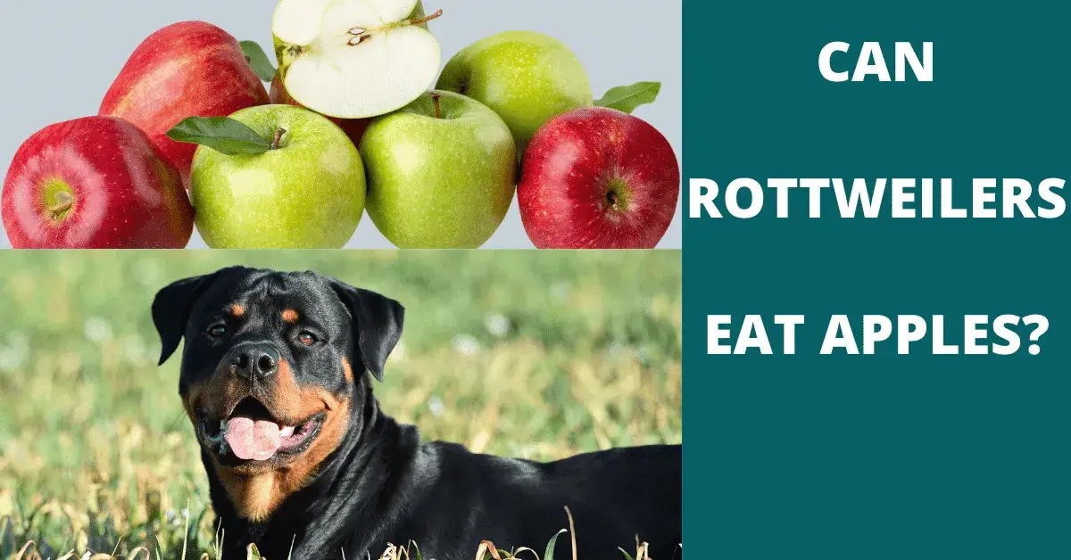 can rottweilers eat apples