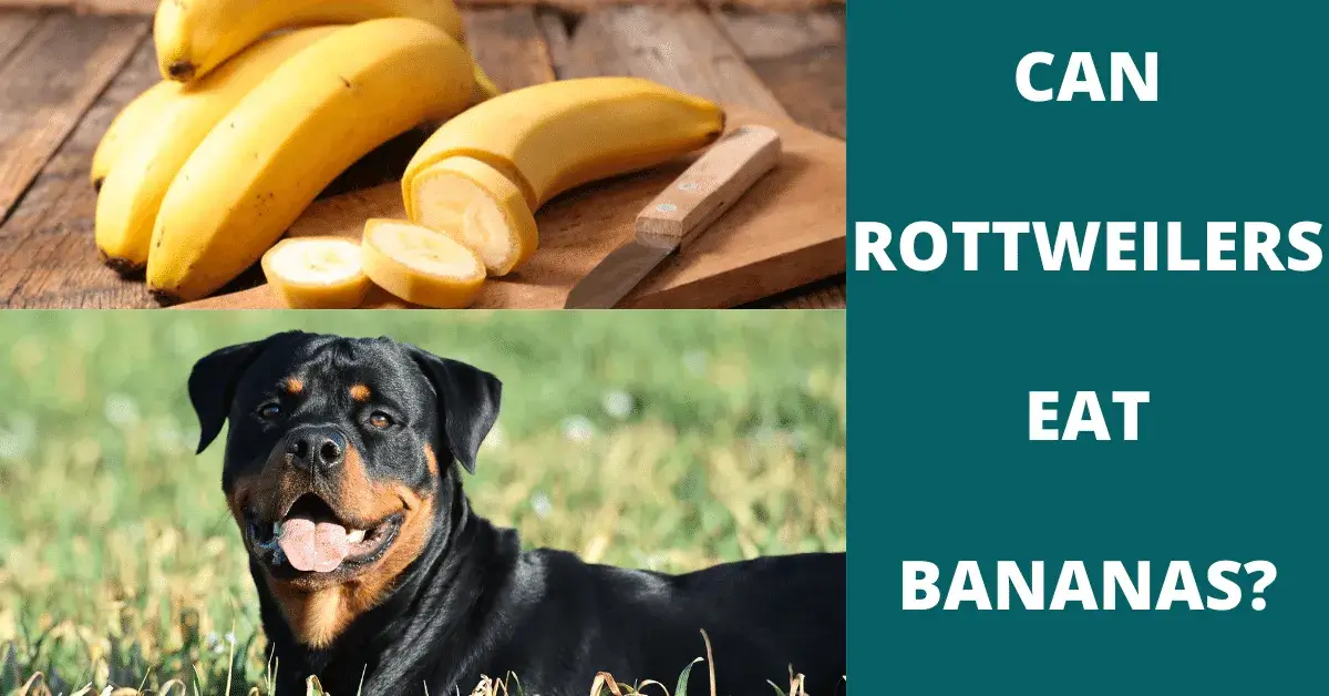 can rottweilers eat bananas