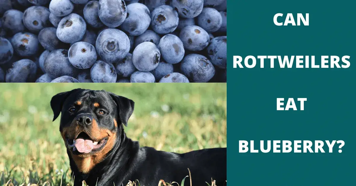 can rottweilers eat blueberry