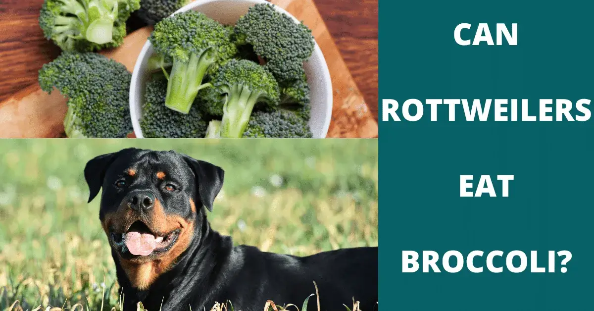 can rottweilers eat broccoli