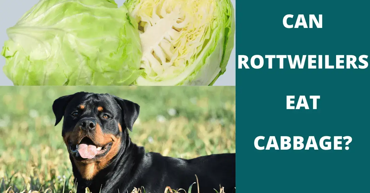 can rottweilers eat cabbage