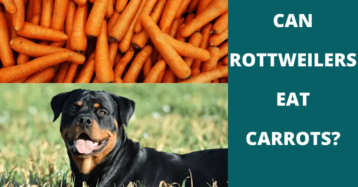 can rottweilers eat carrots