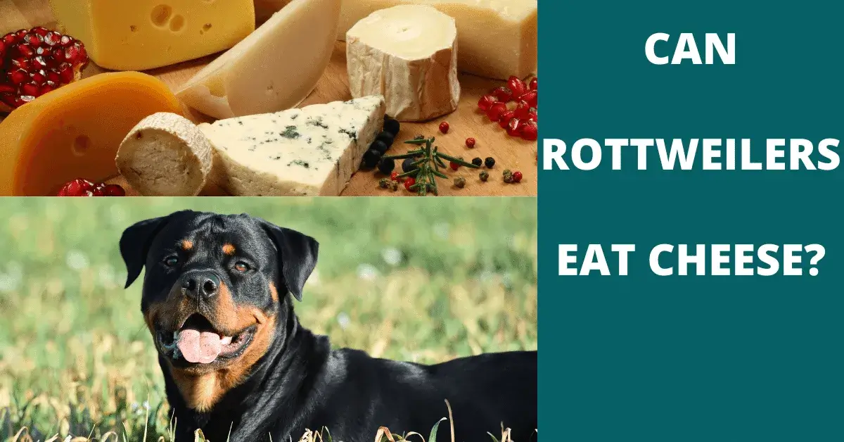 can rottweilers eat cheese