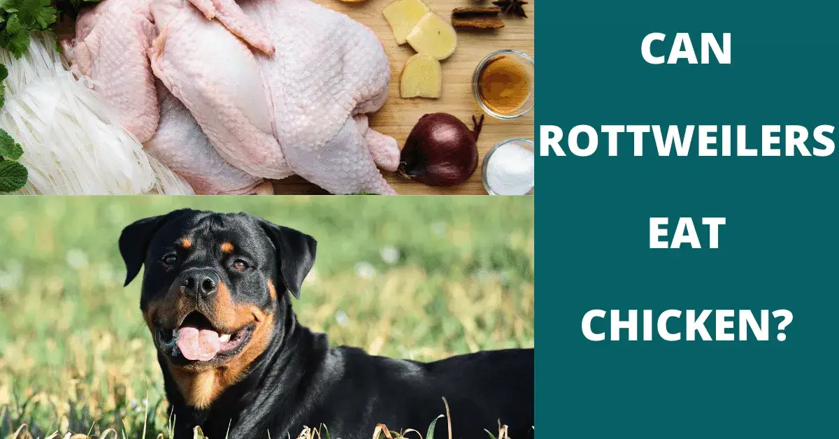 can rottweilers eat chicken