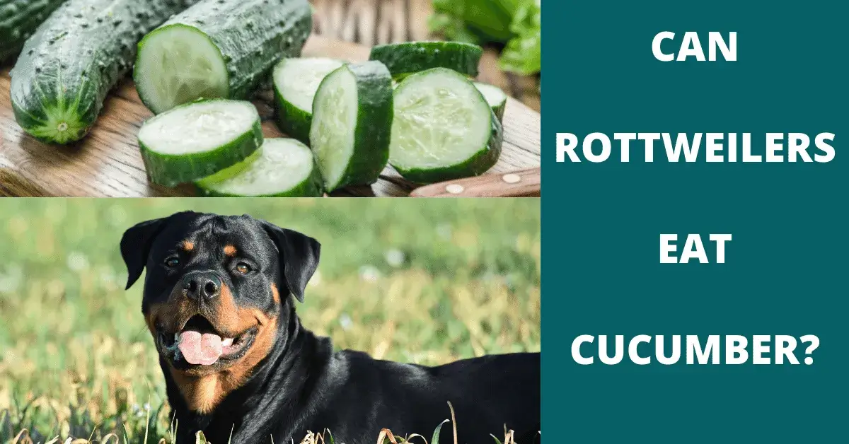 can rottweilers eat cucumber