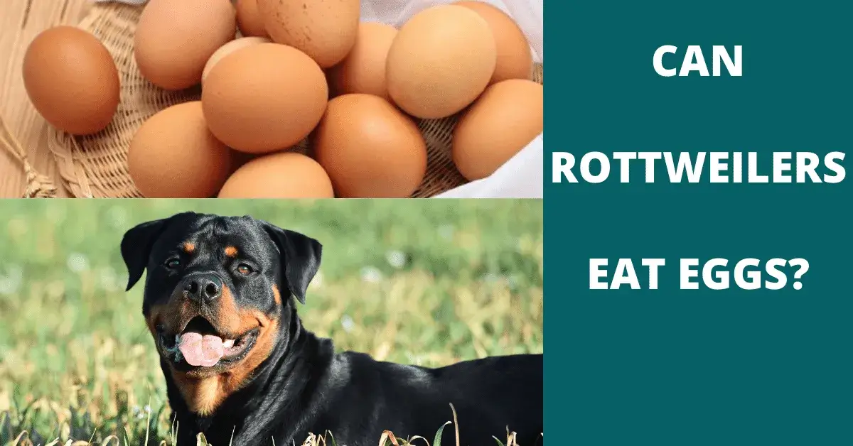 can rottweilers eat eggs