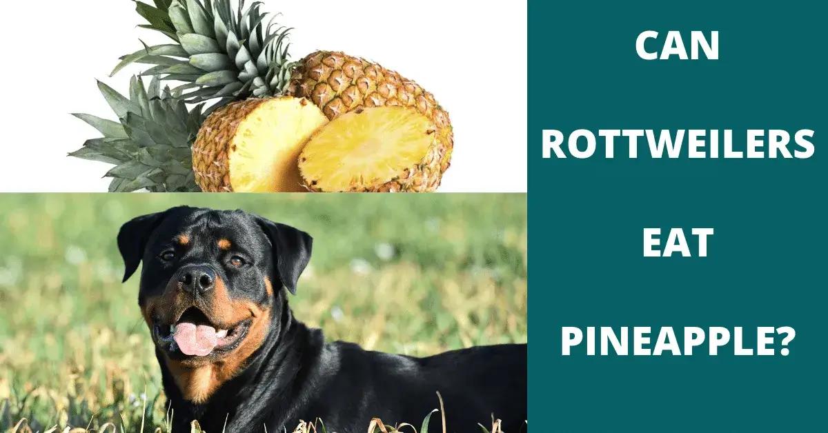 can rottweilers eat pineapple