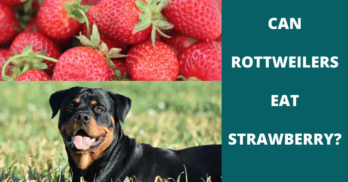 can rottweilers eat strawberry