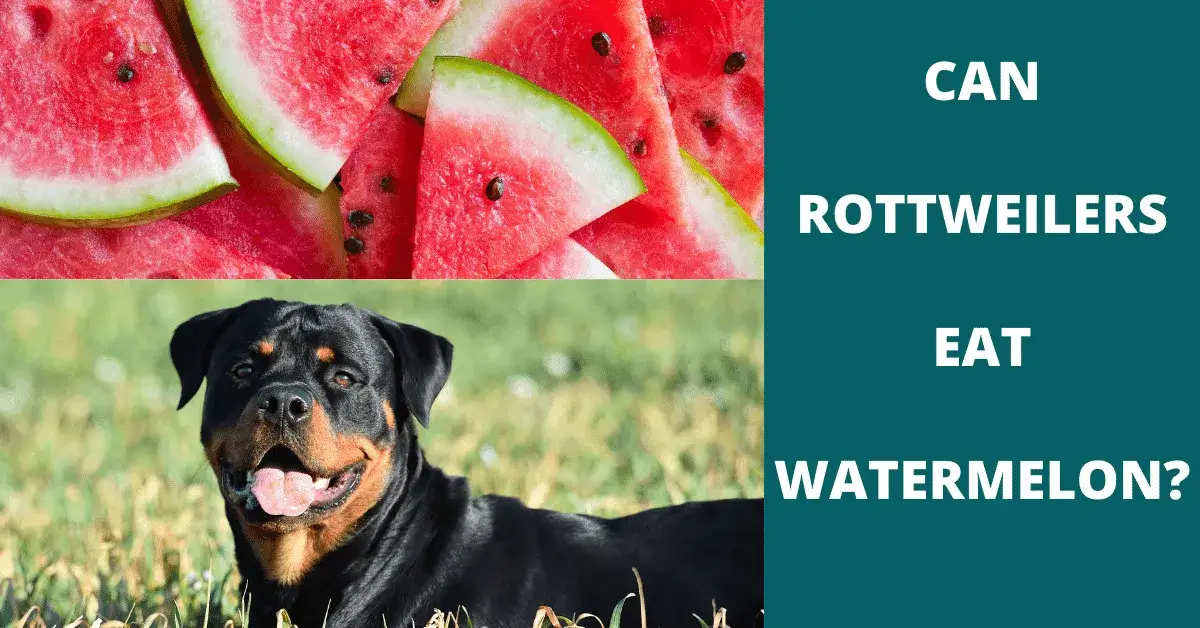 can rottweilers eat watermelon