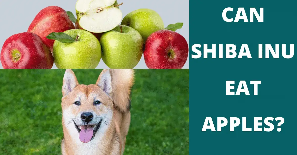 can shiba inu eat apples