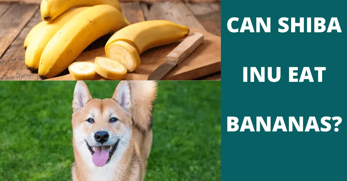 can shiba inu eat bananas