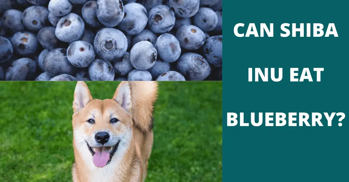 can shiba inu eat blueberry