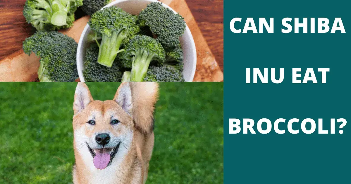 can shiba inu eat broccoli