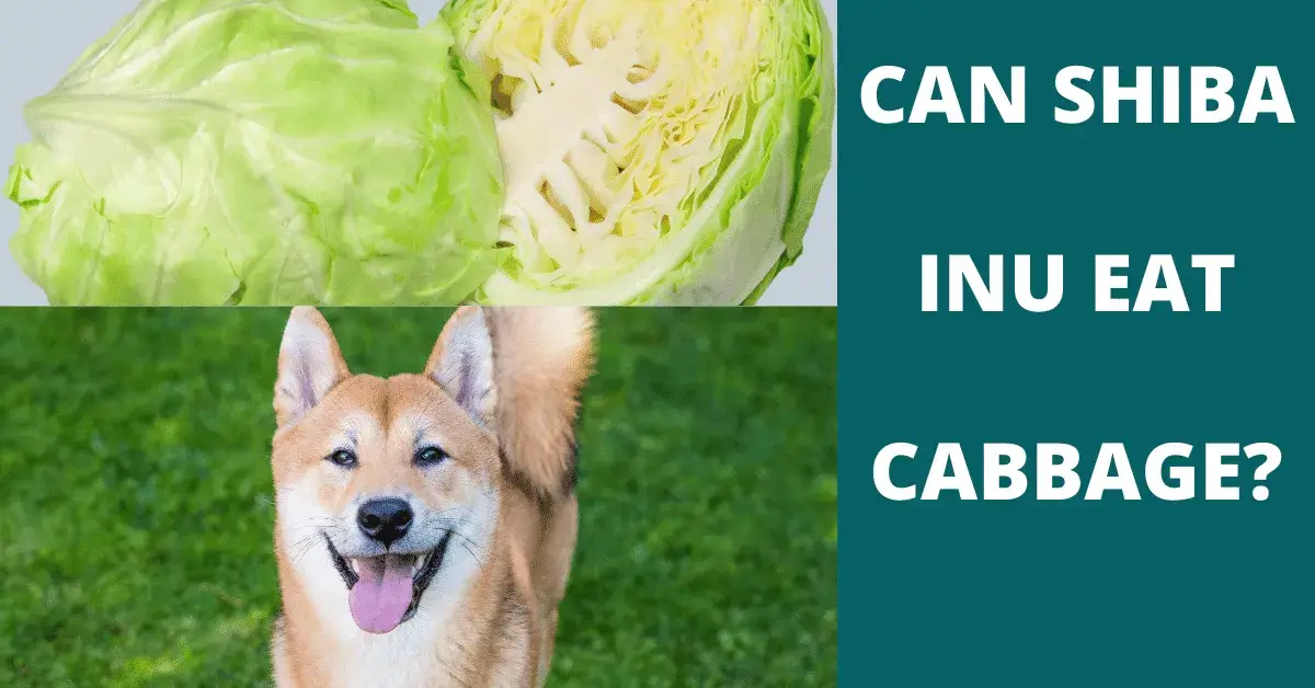 can shiba inu eat cabbage