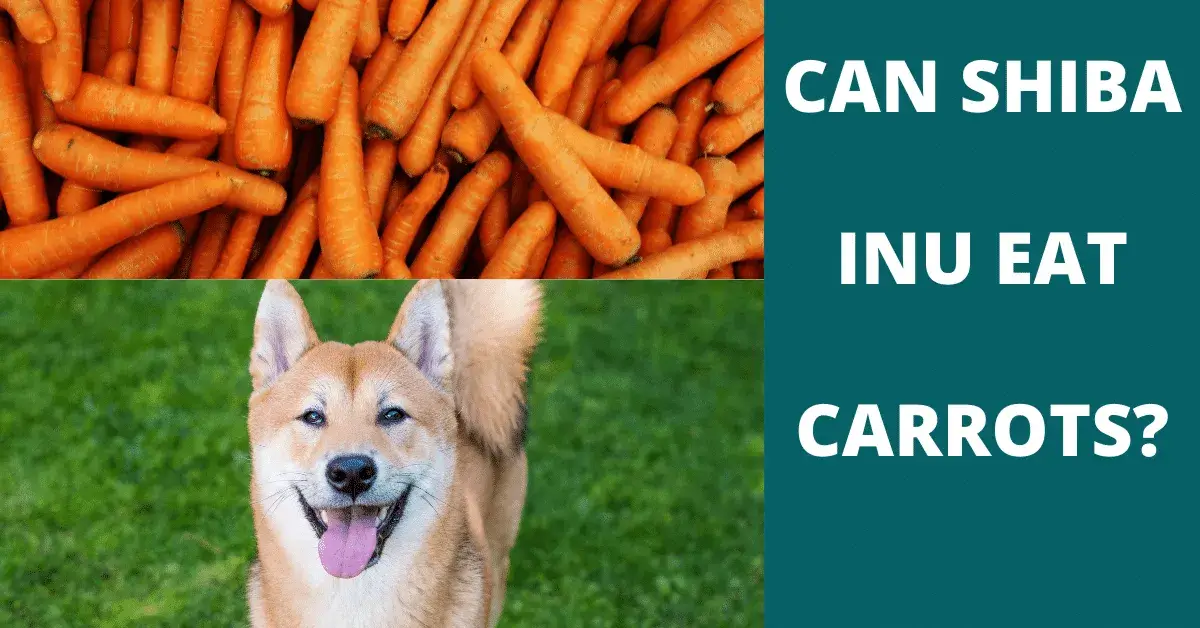 can shiba inu eat carrots