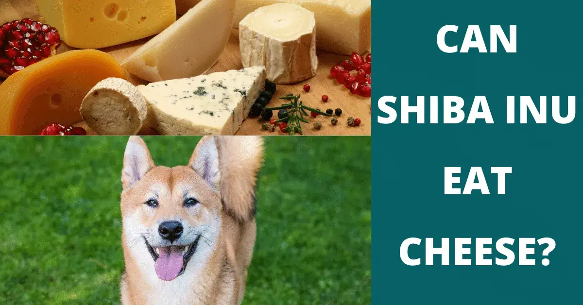 can shiba inu eat cheese