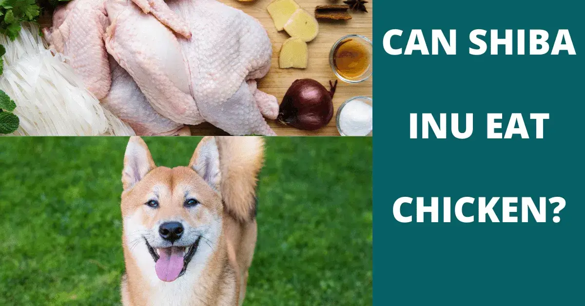 can shiba inu eat chicken