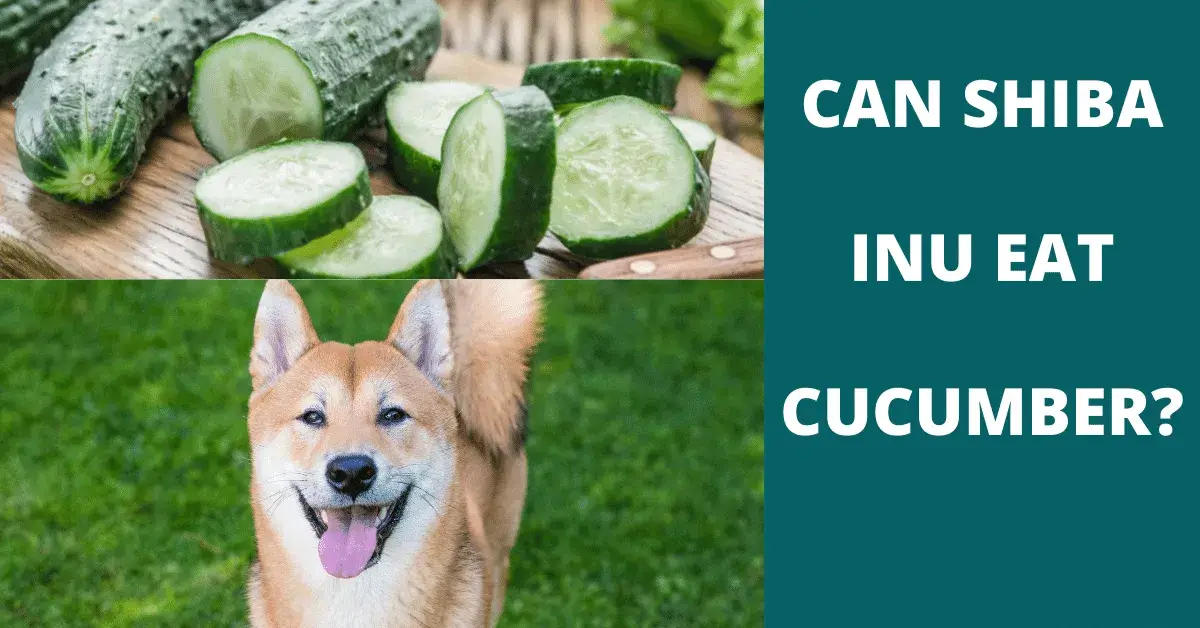 can shiba inu eat cucumber