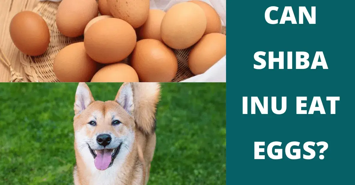 can shiba inu eat eggs